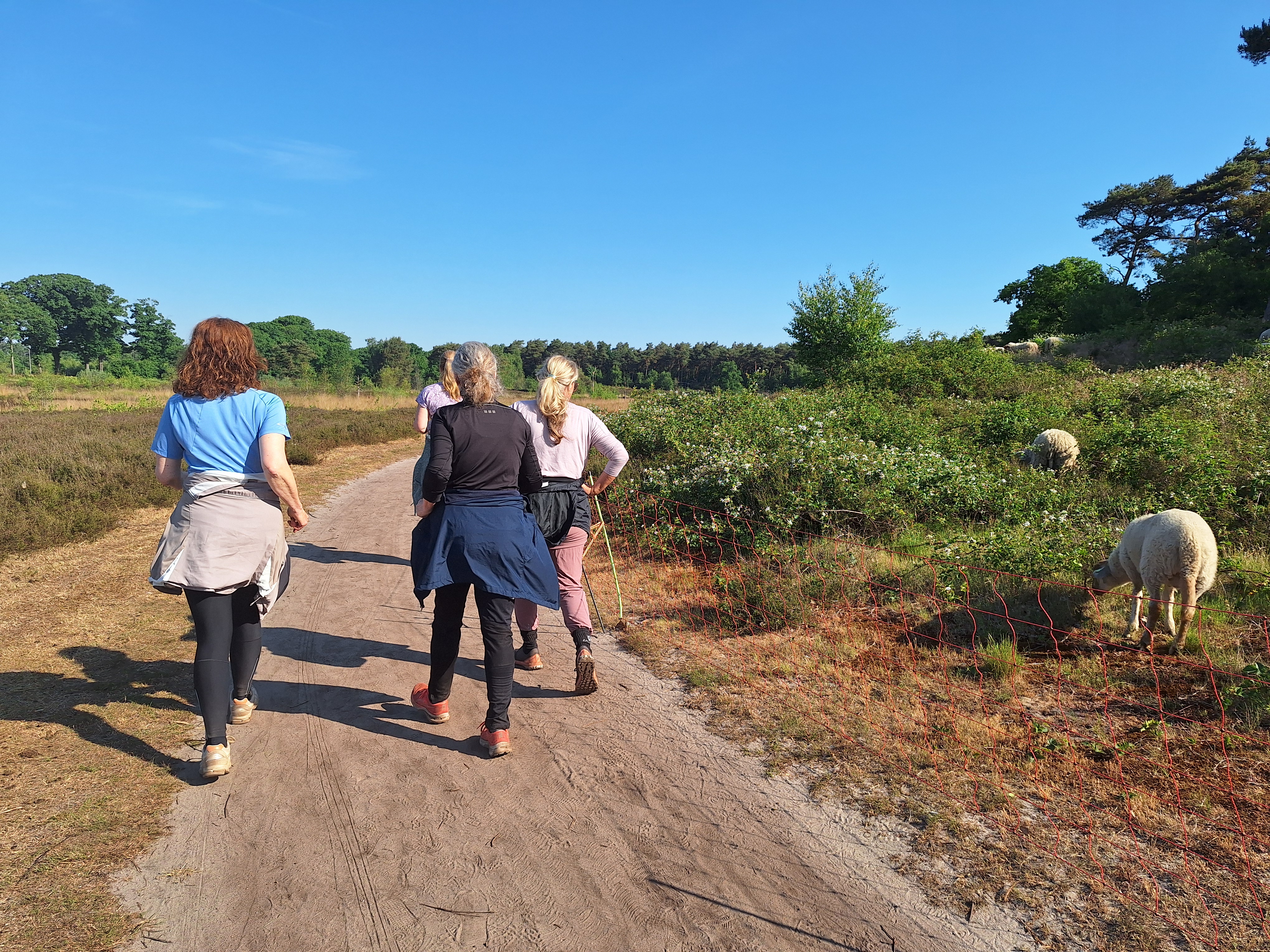 Wandelen langs de schapen